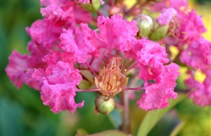 Cây hoa tường vi - Công Ty TNHH Sinh Vật Cảnh Vườn Xanh